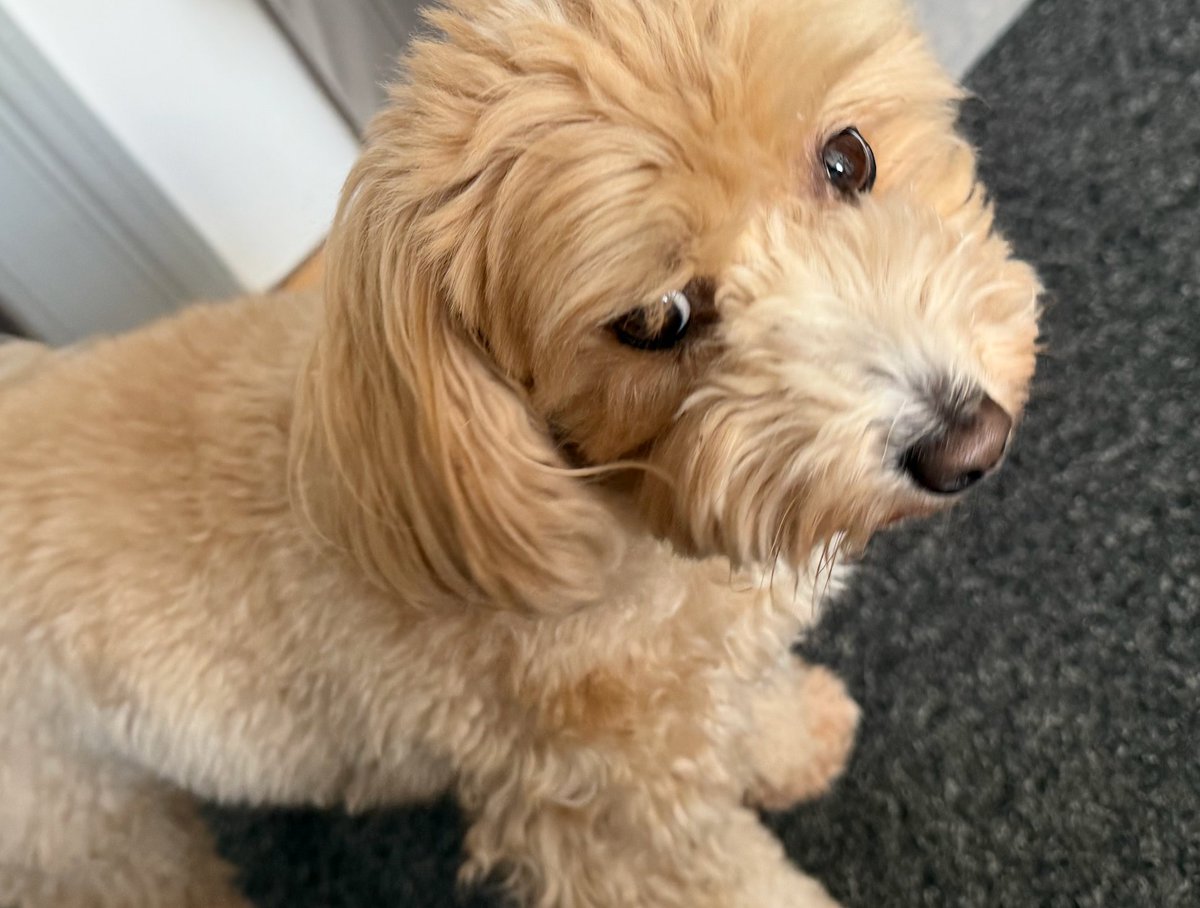 頼むぜエディタ tweet media