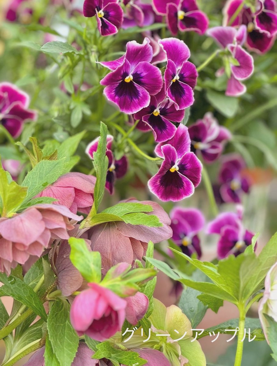 グリーンアップルଘ(੭*ˊᵕˋ)੭* ੈ♡‧₊˚ tweet media