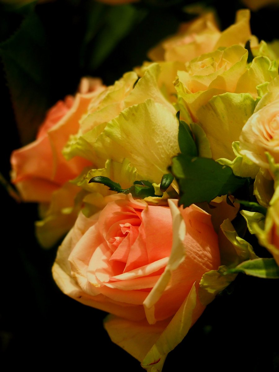 2026年3月14日
✽✽✽

#花写真【ﾊﾞﾗの花】
🧡Vitaminｶﾗｰ💛
#TLを花でいっぱいにしよう
　•*¨*•.¸¸🌹•*¨*•.¸¸🌹•*¨*•.¸¸

✽✽✽