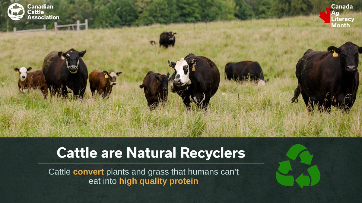 Canadian Cattle Association tweet media