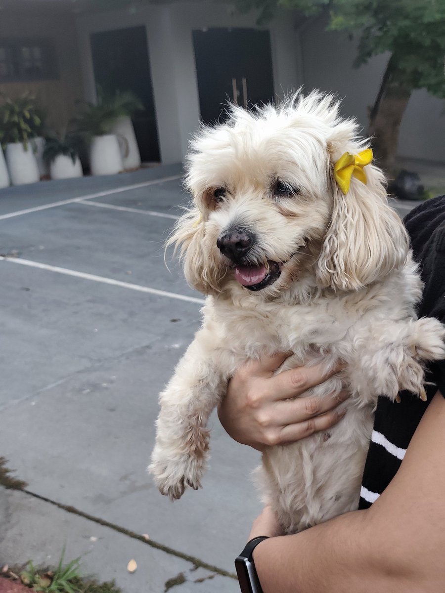 susansmithv's tweet photo. Encontramos está perrita en zona Villa Adela, se nota que está perdida, nos ayudan a buscar a sus dueños https://t.co/yVSEmLx3ha