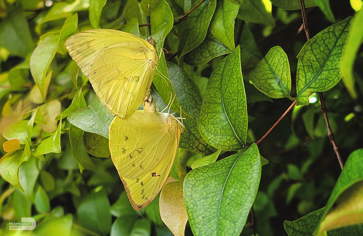 Miami-Dade County tweet media