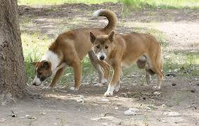 Dogs_Historian - Giovanni Padrone 🇺🇦 tweet media