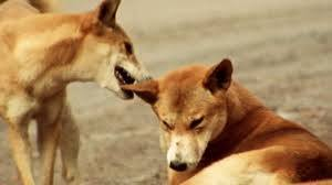 Dogs_Historian - Giovanni Padrone 🇺🇦 tweet media