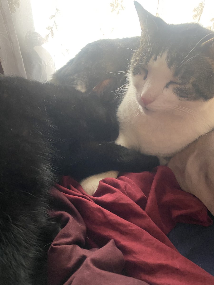 ₊˚✧𑁍.ೃ࿔Drey Anastasio 𓆉𝄞⨾𓍢ִ໋: tweet media