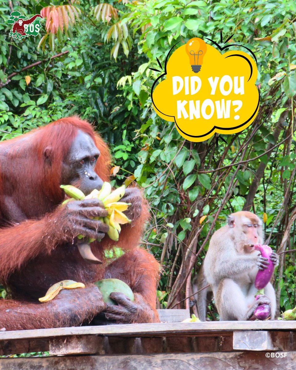 BOS Australia tweet media