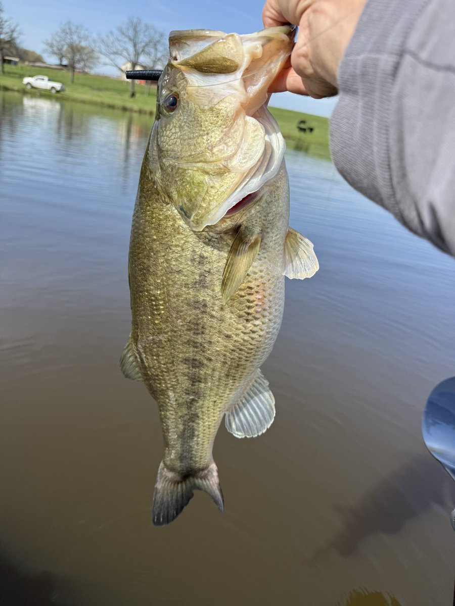 Calico Custom Lures tweet media