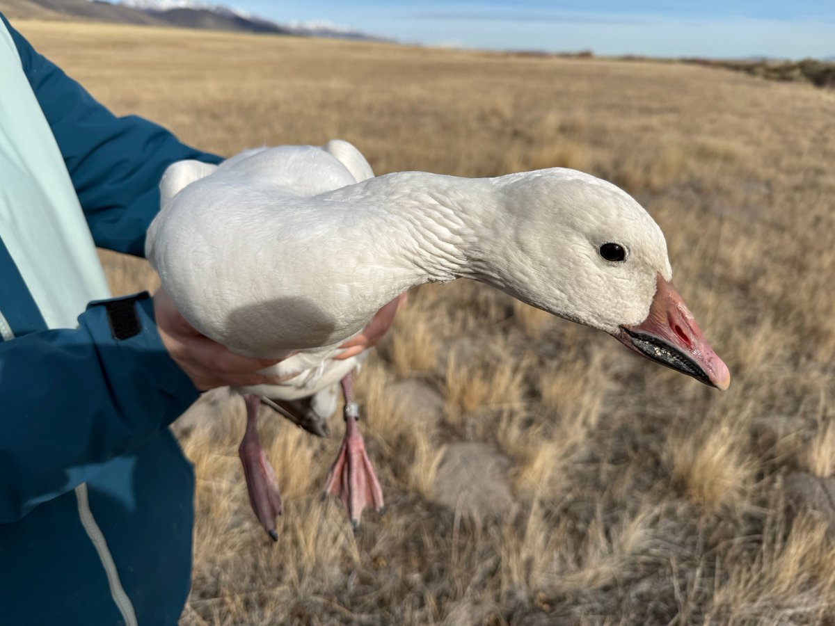 Great Basin Institute tweet media