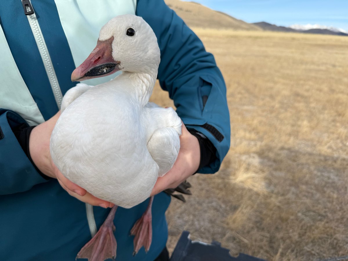 Great Basin Institute tweet media