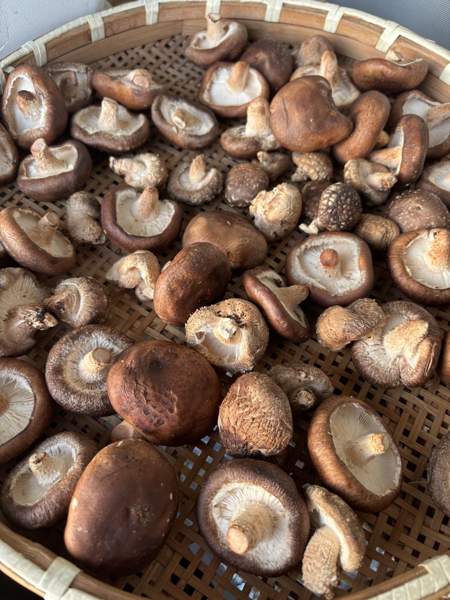 もちこ tweet media