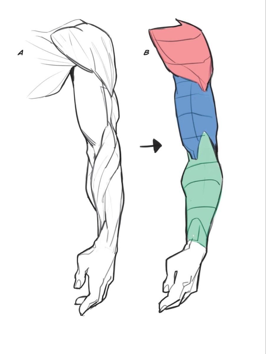 Limbs aren’t lines, they’re anatomy