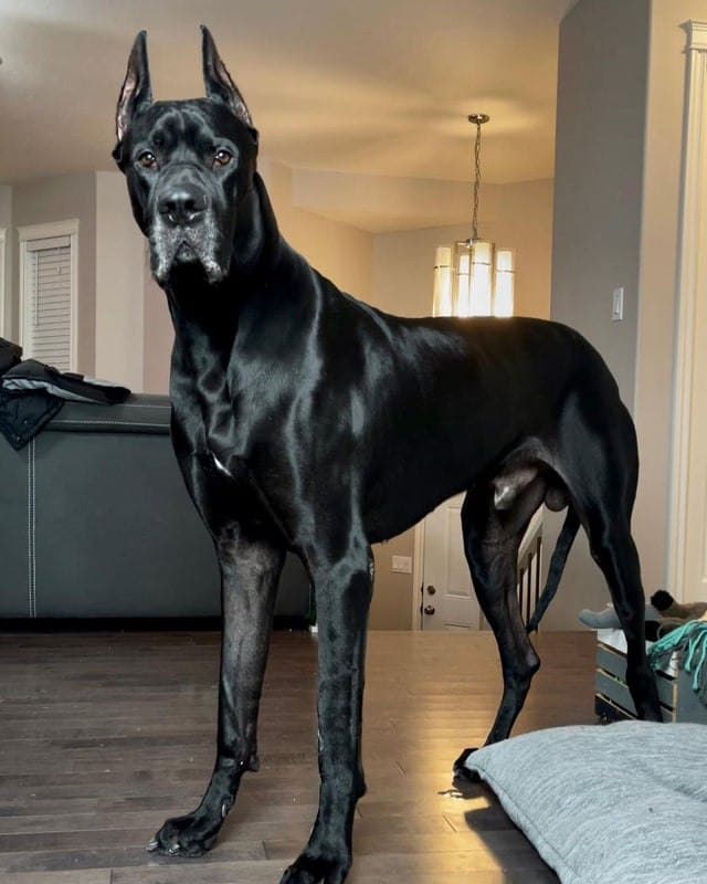 Liberta Cherguia 🇪🇺 tweet media