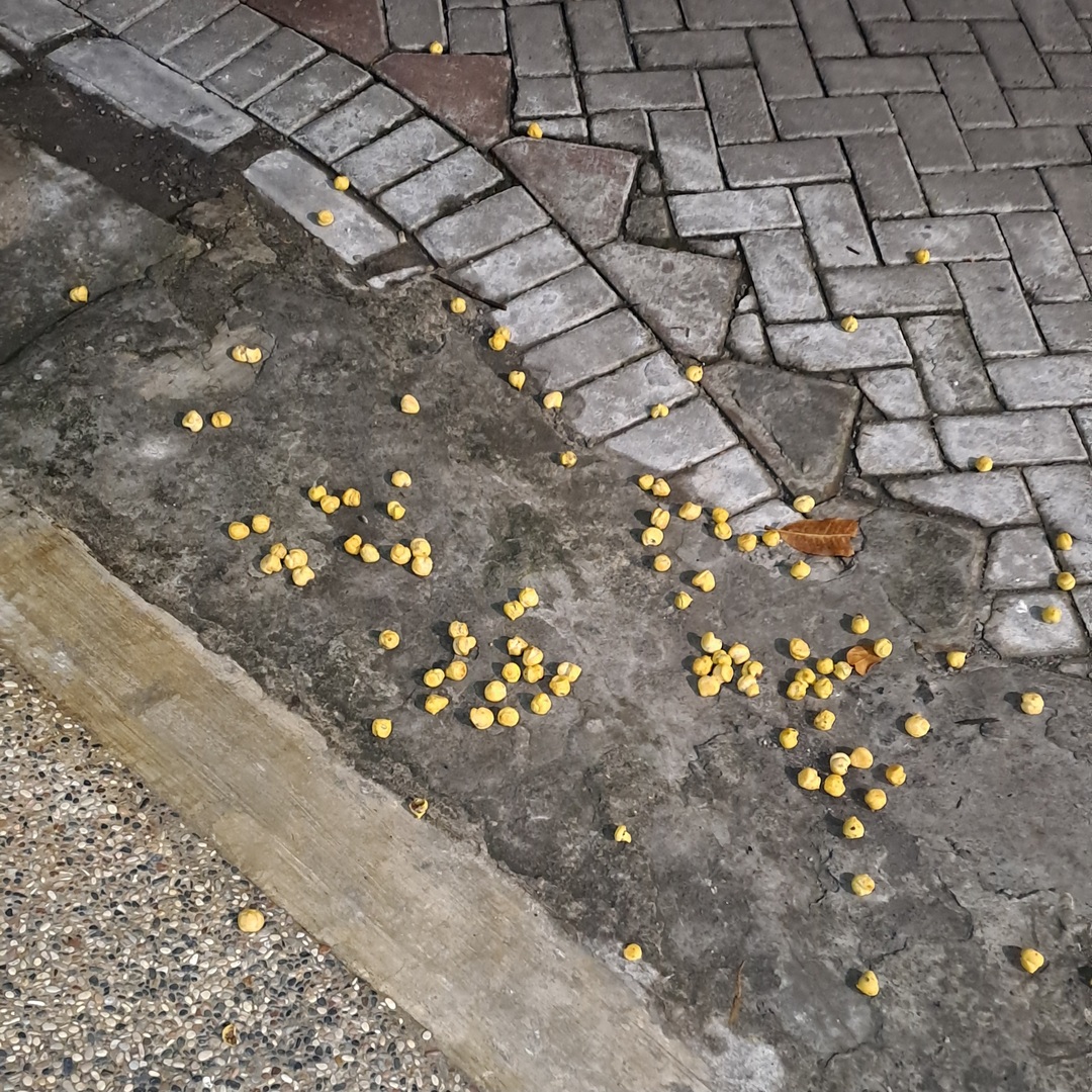 🦈 SUROBOYOFESS 🐊 tweet media