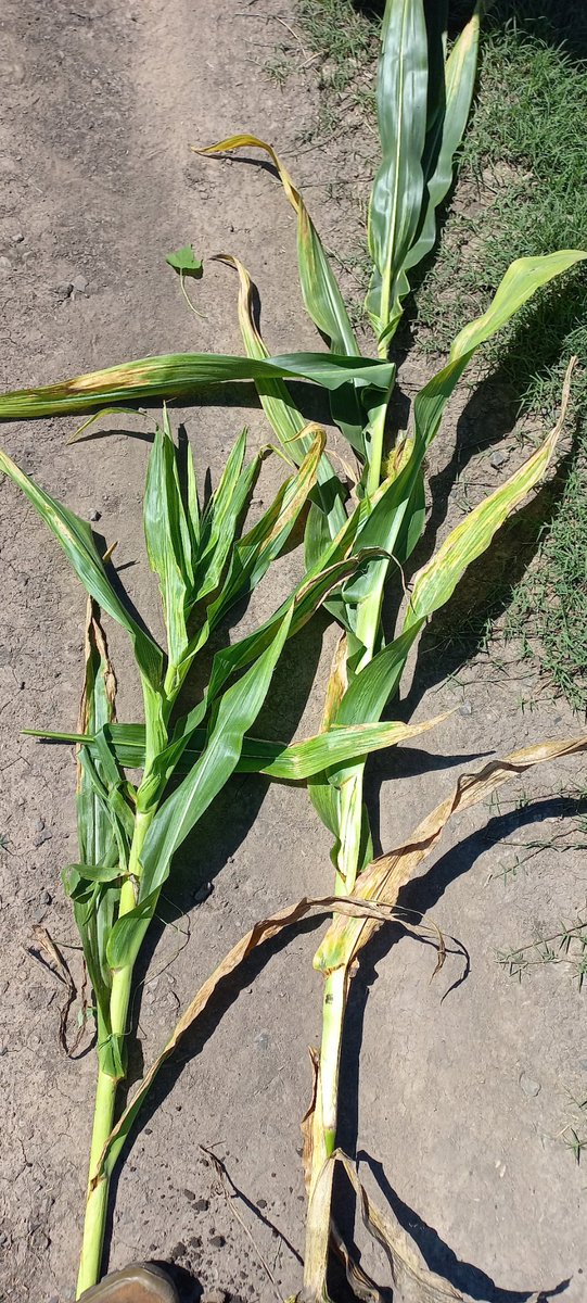 Ignacio🌜🦖🇦🇷 tweet media