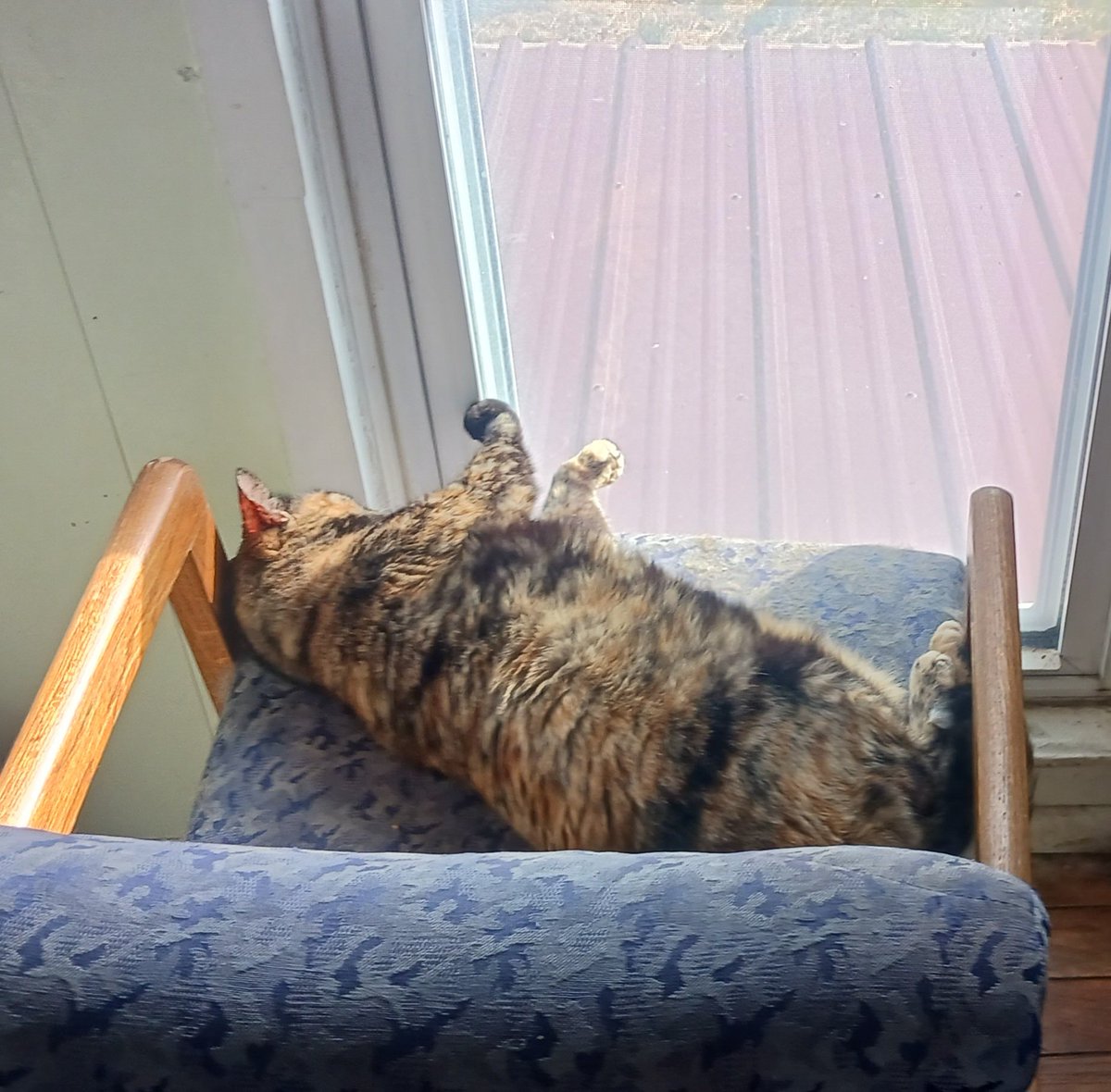 ErikFredrickson's tweet photo. Cleo is loving her sun chair today. https://t.co/8D7Q7nC3CA