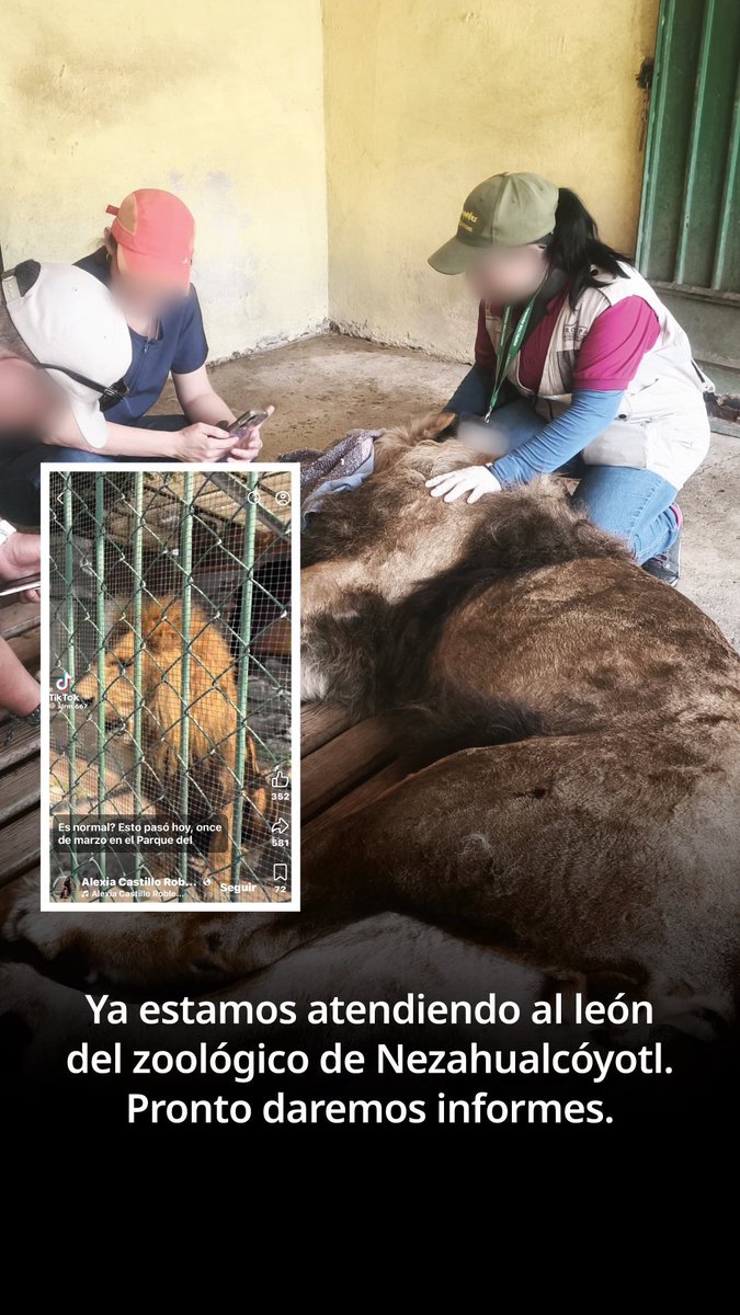 mariana_boy's tweet photo. 🚨 En relación con el león del zoológico de Nezahualcóyotl, informamos que la @PROFEPA_Mx ya está atendiendo el caso.
Estaremos informando avances en breve. https://t.co/61PoRex8he
