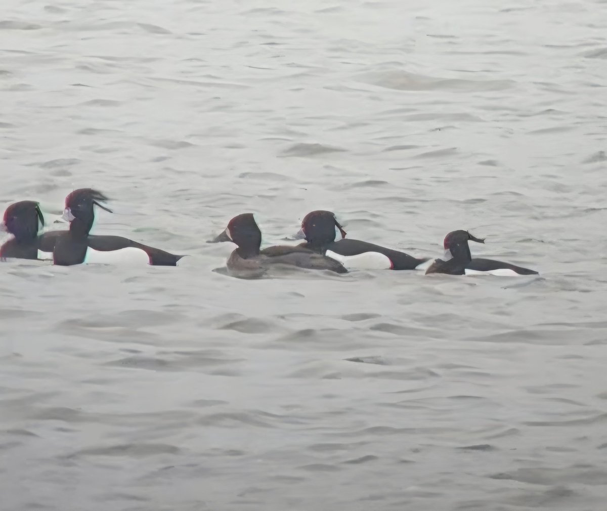 Paul Kelly tweet media