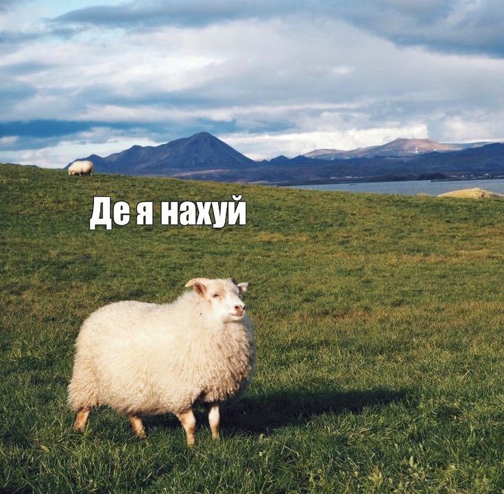 Бармен каже tweet media