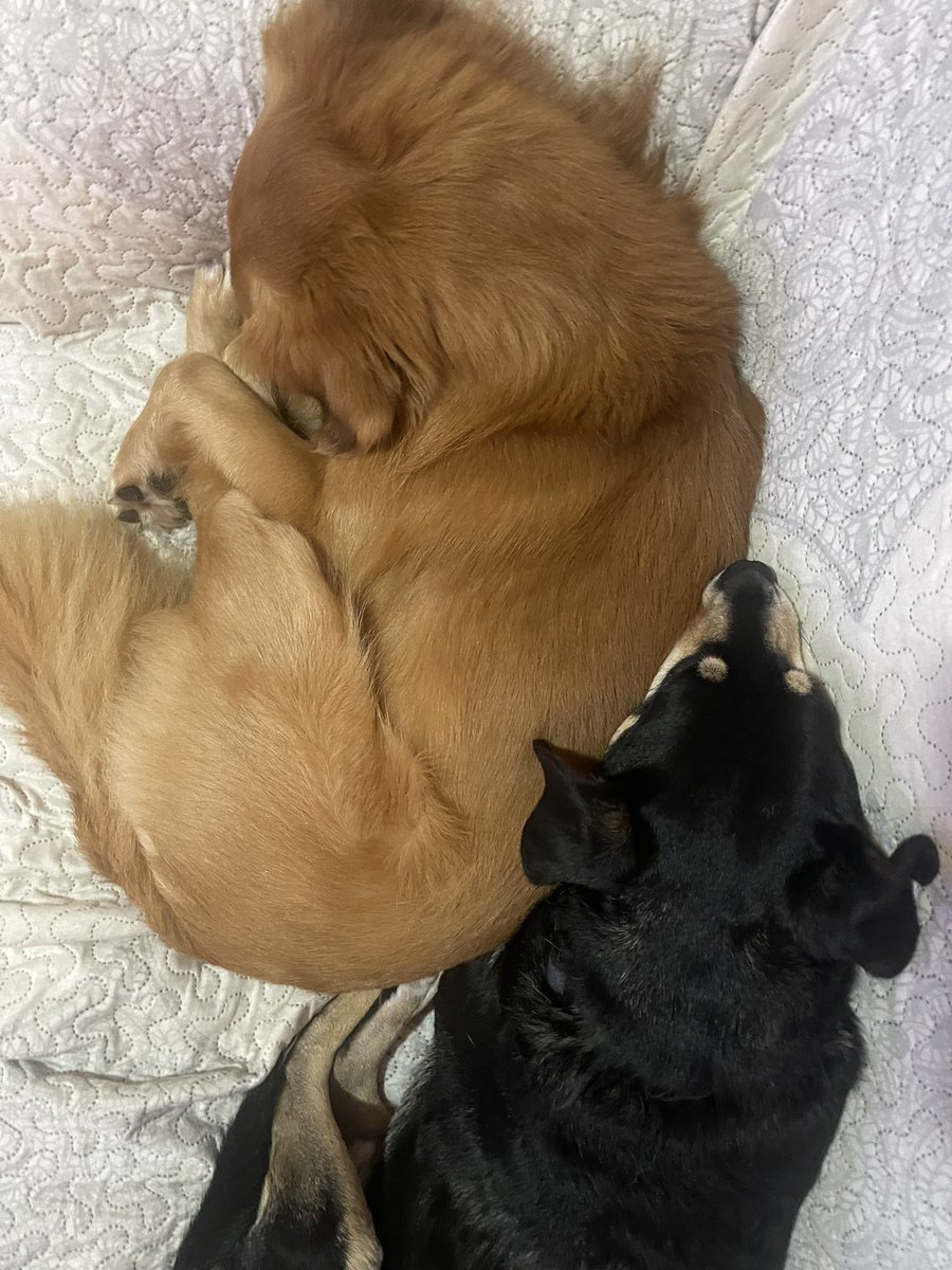 😴 a dormir🐶🐶
