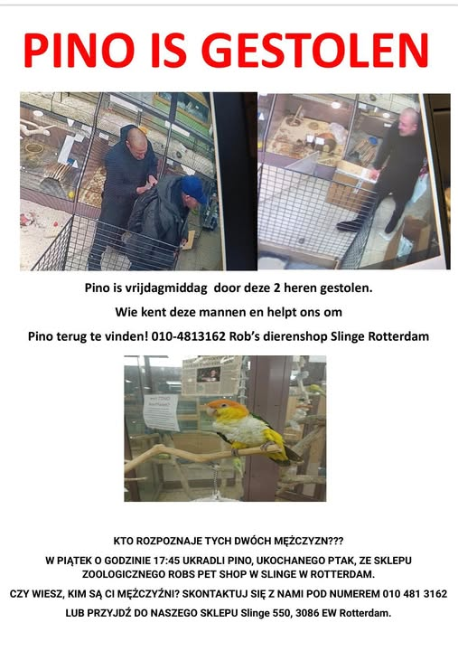 TheOldYeller's tweet photo. ZOEKZOEK Maak ze beroemd!
Vogel gestolen uit Rob's Dierenshop.
#Slinge #Rotterdam #Pendrecht
https://t.co/MT504VCgSf https://t.co/OF8hAVjxwh