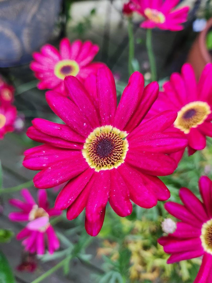 🌱 Shannon Walsh 🦋🦋🦋 tweet media