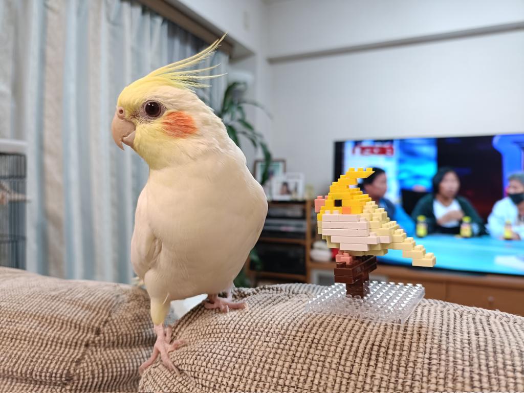 PraohM59438's tweet photo. 【拡散希望】
オカメインコ(白)のとうふを探しています。千葉県浦安市でロストしました。
10日ほど経ちますが、現在も範囲を広げて捜索中です。目撃、保護、飼い主を探しているなど些細なことでも構いません。情報提供お待ちしております。
#迷子鳥 #迷い鳥 #オカメインコ https://t.co/ibzsYfJPZX