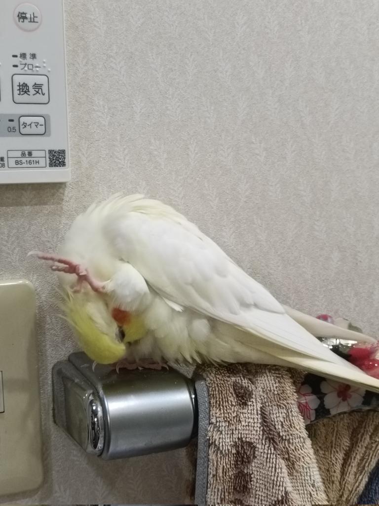 PraohM59438's tweet photo. 【拡散希望】
オカメインコ(白)のとうふを探しています。千葉県浦安市でロストしました。
10日ほど経ちますが、現在も範囲を広げて捜索中です。目撃、保護、飼い主を探しているなど些細なことでも構いません。情報提供お待ちしております。
#迷子鳥 #迷い鳥 #オカメインコ https://t.co/ibzsYfJPZX