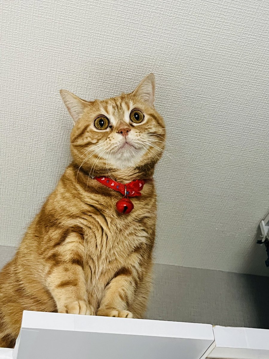 tsuna日記 tweet media