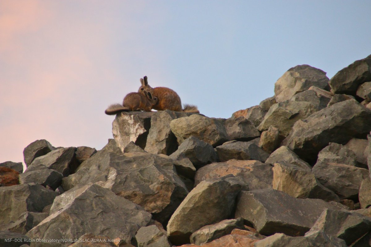 NSF-DOE Rubin Observatory tweet media