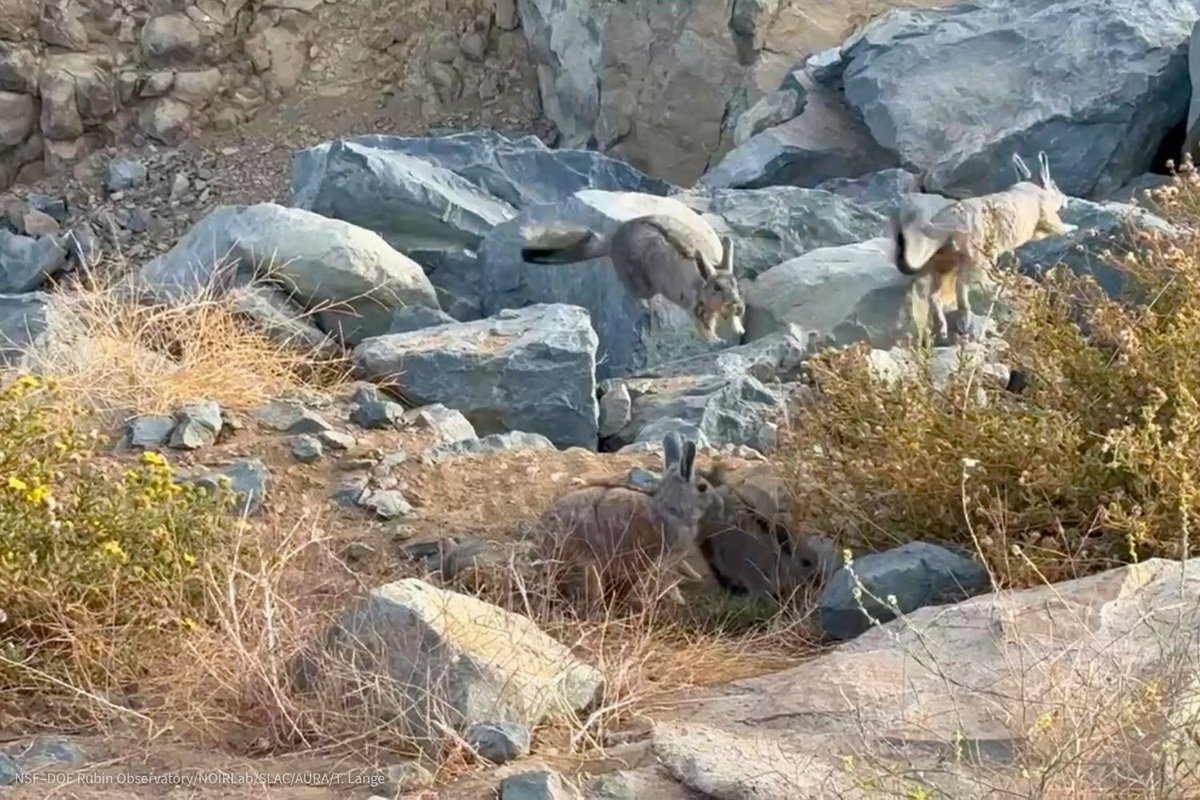 NSF-DOE Rubin Observatory tweet media