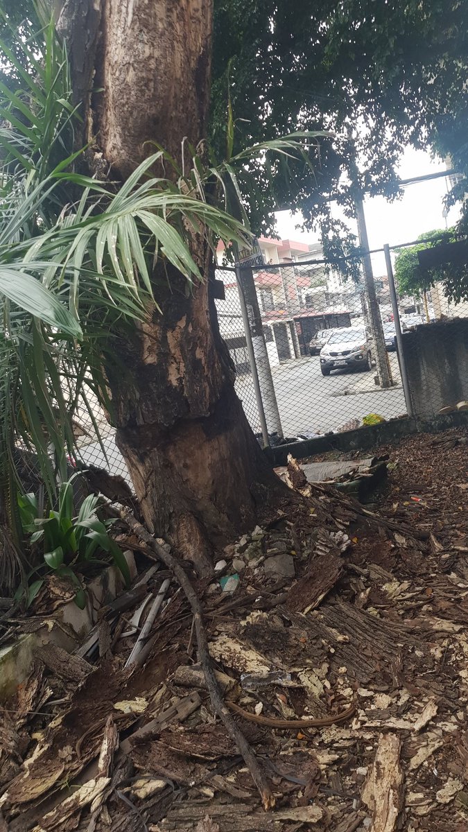 José Coello Rodríguez tweet media