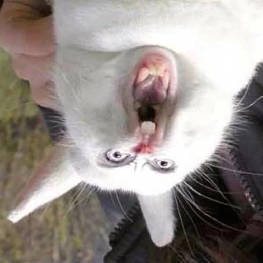 ⋆🌙 ⋆ CTRL+F:『🐇』🎧 WeTouchGrass SJ + Sac🎉 tweet media