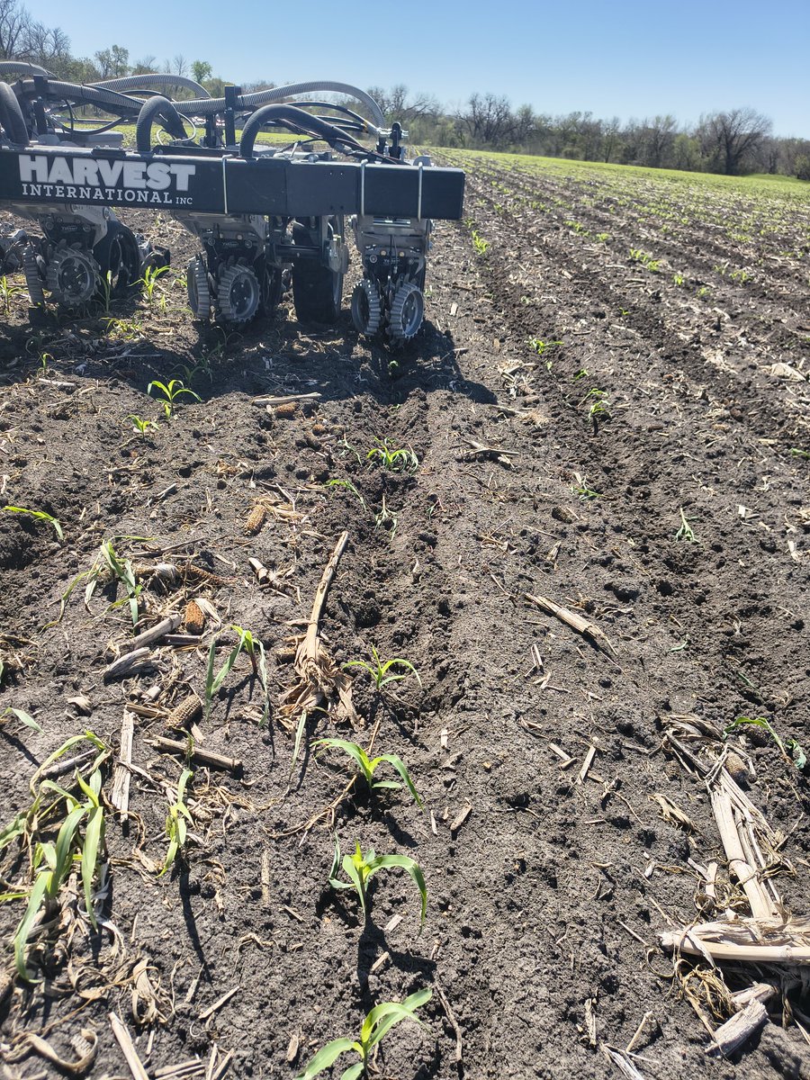 Picky pigs over here.  Crazy how they can single out one hybrid versus the other.  The amount of energy they expel for the kernels can hardly be worth it, and with gps accuracy.