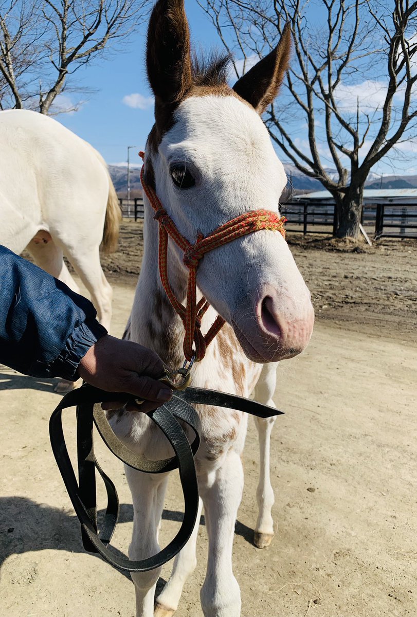 ホースエージェント・岡井塾長 tweet media