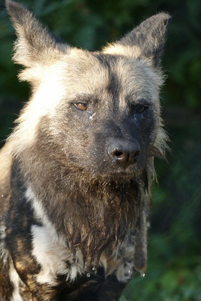 レムルゥ tweet media