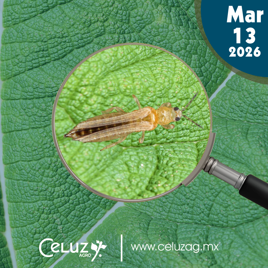 CeluzAgro's tweet photo. Hoy es dia de blog.📷
Conoce más sobre los trips.📷
📷: https://t.co/HSDWkD6U9h
.
.
.
#celuzagro #viernesdeblog #fungicidas #CultivosSanos #ProductosParaElCampo #agricultura #CultivosSaludables #insectos #productosorganicos #tripsplaga https://t.co/ngqxuJzQon