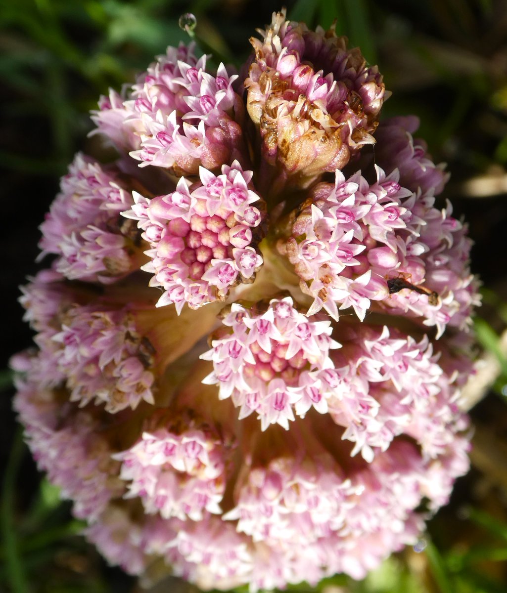 Beatrice Groves tweet media