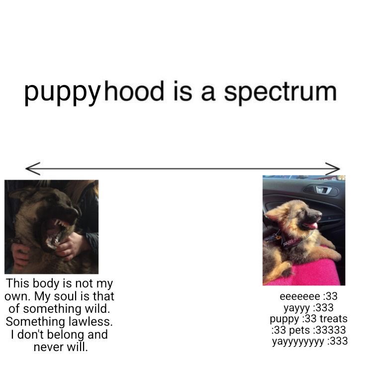 𐂯 your mutt 𐂯 tweet media