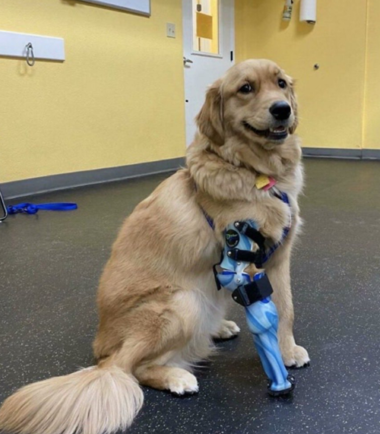 Best in Dogs tweet media