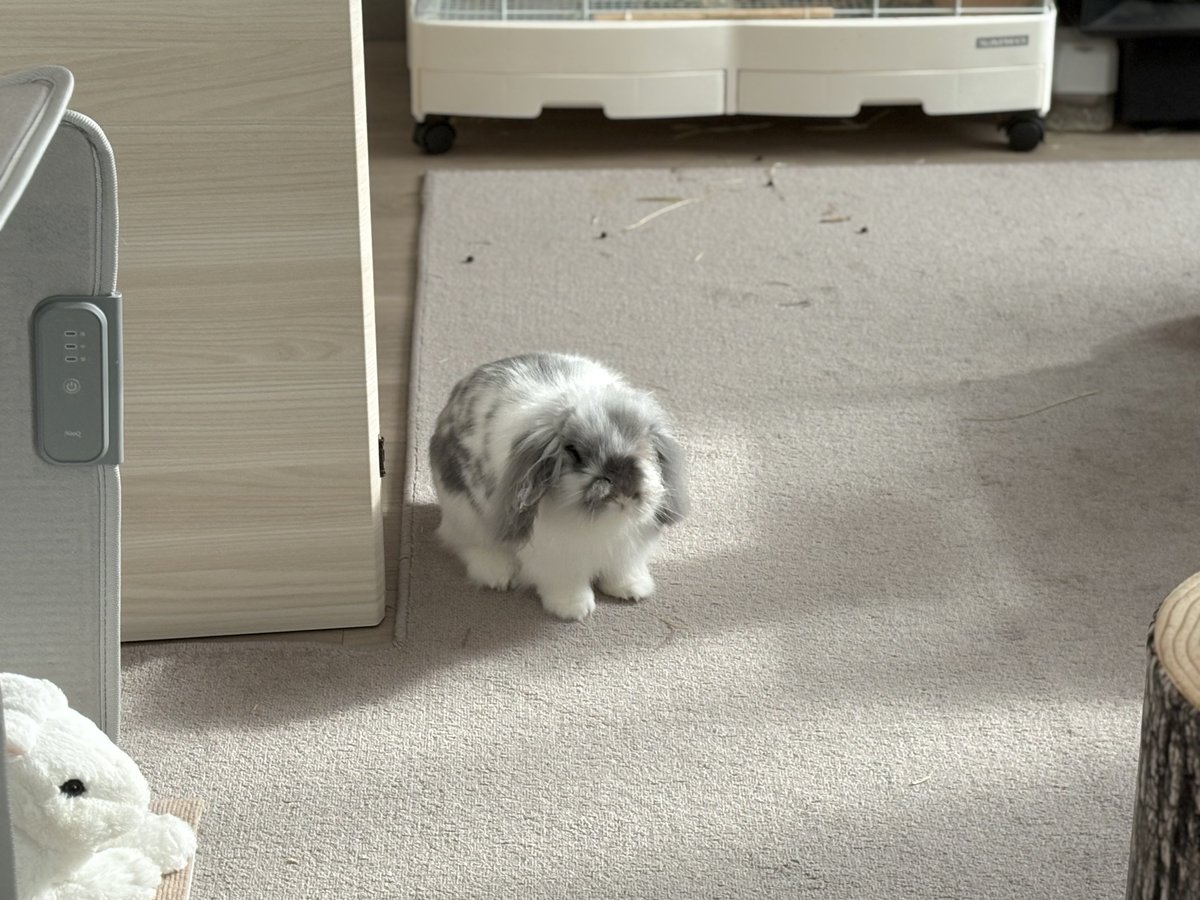 むぅもこ tweet media