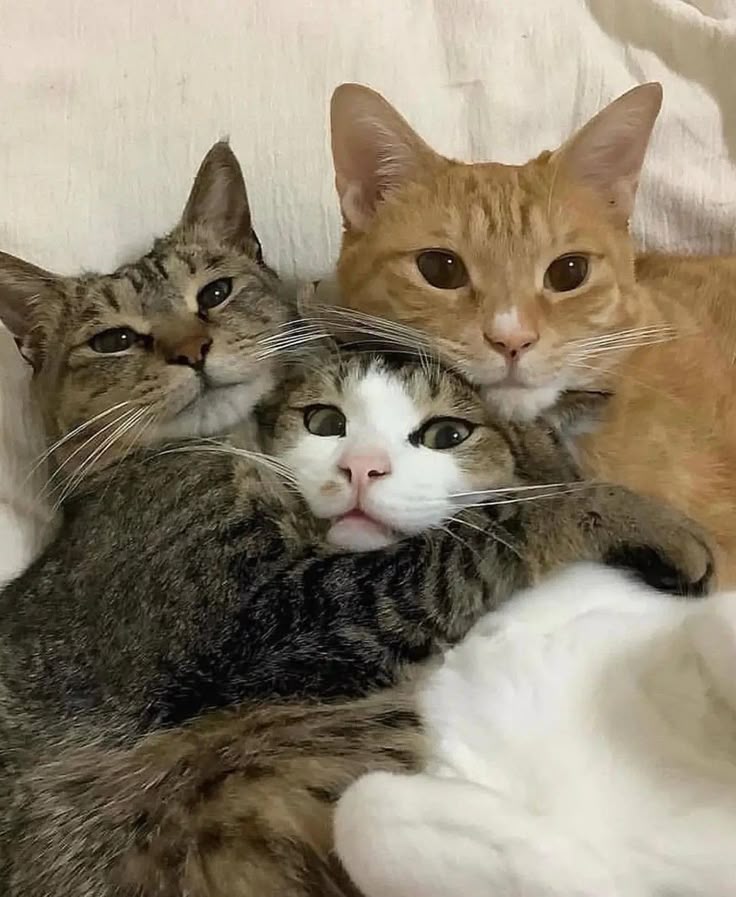 🌹🦇 Nyctoxi 🦇🌹 tweet media