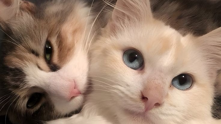 𝕰𝖑𝖊𝖒𝖒𝖎𝖗𝖊 tweet media