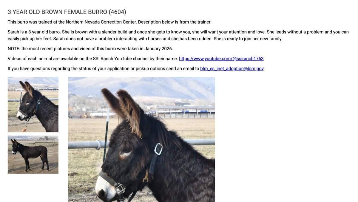 Hannah Zchokkei tweet media