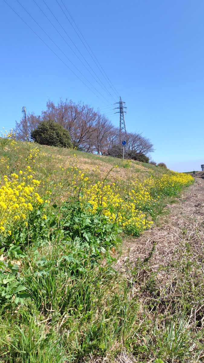 ppccurry's tweet photo. 菜の花が綺麗だったので寄り道しました🌼

#太田市　#石田川 https://t.co/QxPFplOpMu