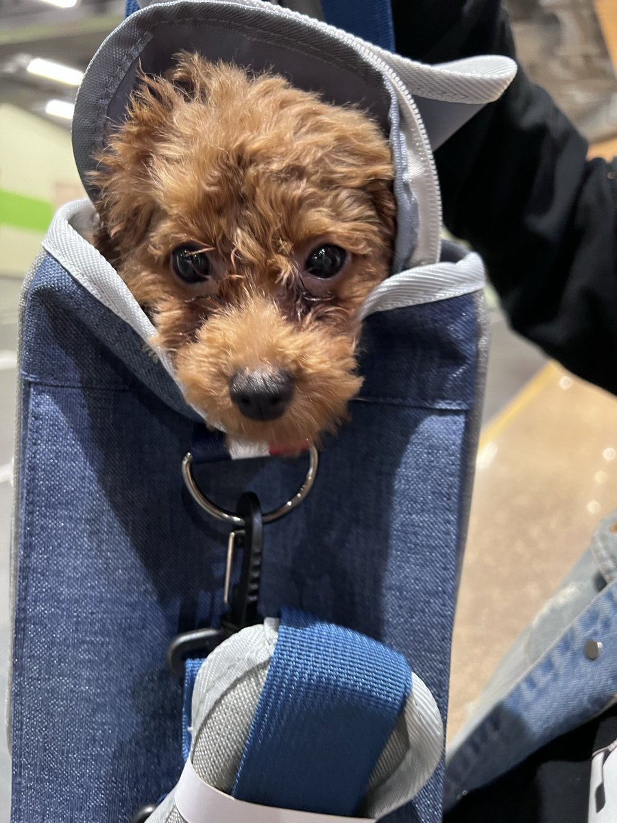 hklab4us's tweet photo. 小poodle用呢對眼望住你：「想同我玩一陣嗎？」🐶🎾  
放低手機，過嚟陪我玩啦！你最愛同狗狗玩邊款遊戲？

My poodle staring like: "Wanna play with me?" 🐶🎾  
Drop everything and come play! What's your favorite game to play with your pup?

うちのトイプー「一緒に遊ぼうよ？」って目で誘ってくる🐶🎾  
スマホ置いて遊びにきて！みんなのわんこと一番好きな遊びは何？
