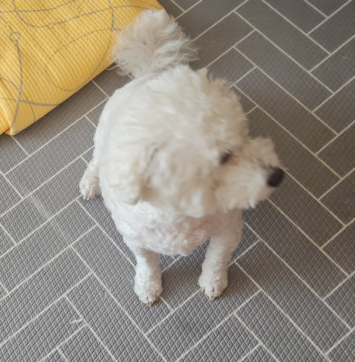 mmukwp96's tweet photo. 우리집 가냐디 퀴협졍🐶 https://t.co/NWb1rSN0FQ