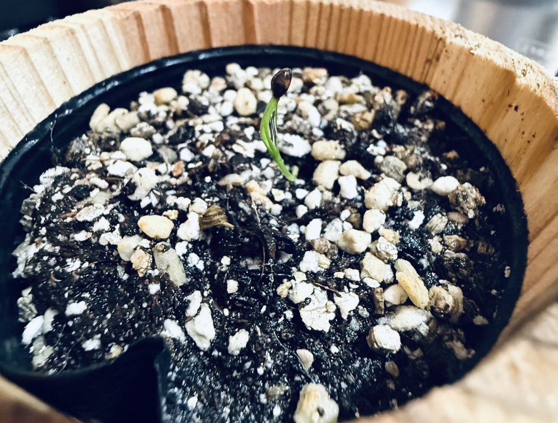 こんにちは！

松の種からここまで大きくなりました
新しい命 大きくなれ〜🌱⋆｡ﾟ