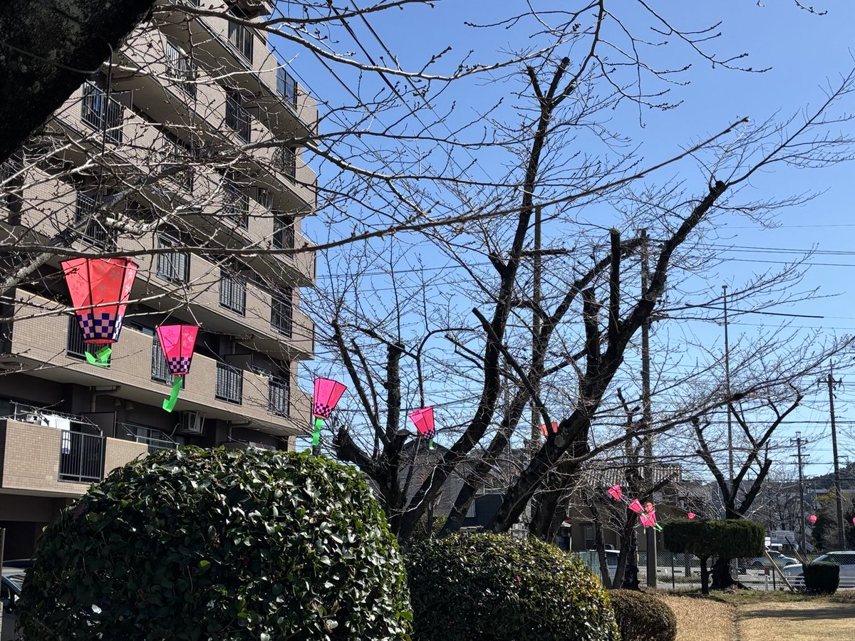 326kano's tweet photo. 地区コミュニティ、年度最後の活動で桜のボンボリ付けを行いました。以前は河川敷の桜並木に付けていましたが、近年は地区内の２つの公園で行っています。開花が待ち遠しいです。

#春日井市#高座地区#コミュニティ#桜#春日井市議会 https://t.co/SeDYe9Zp6F
