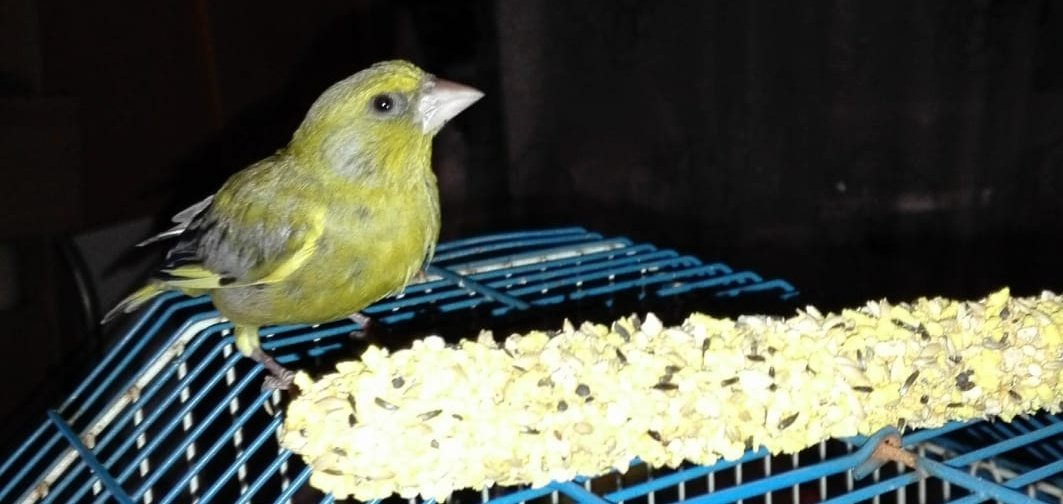 Kinu the Fox tweet media