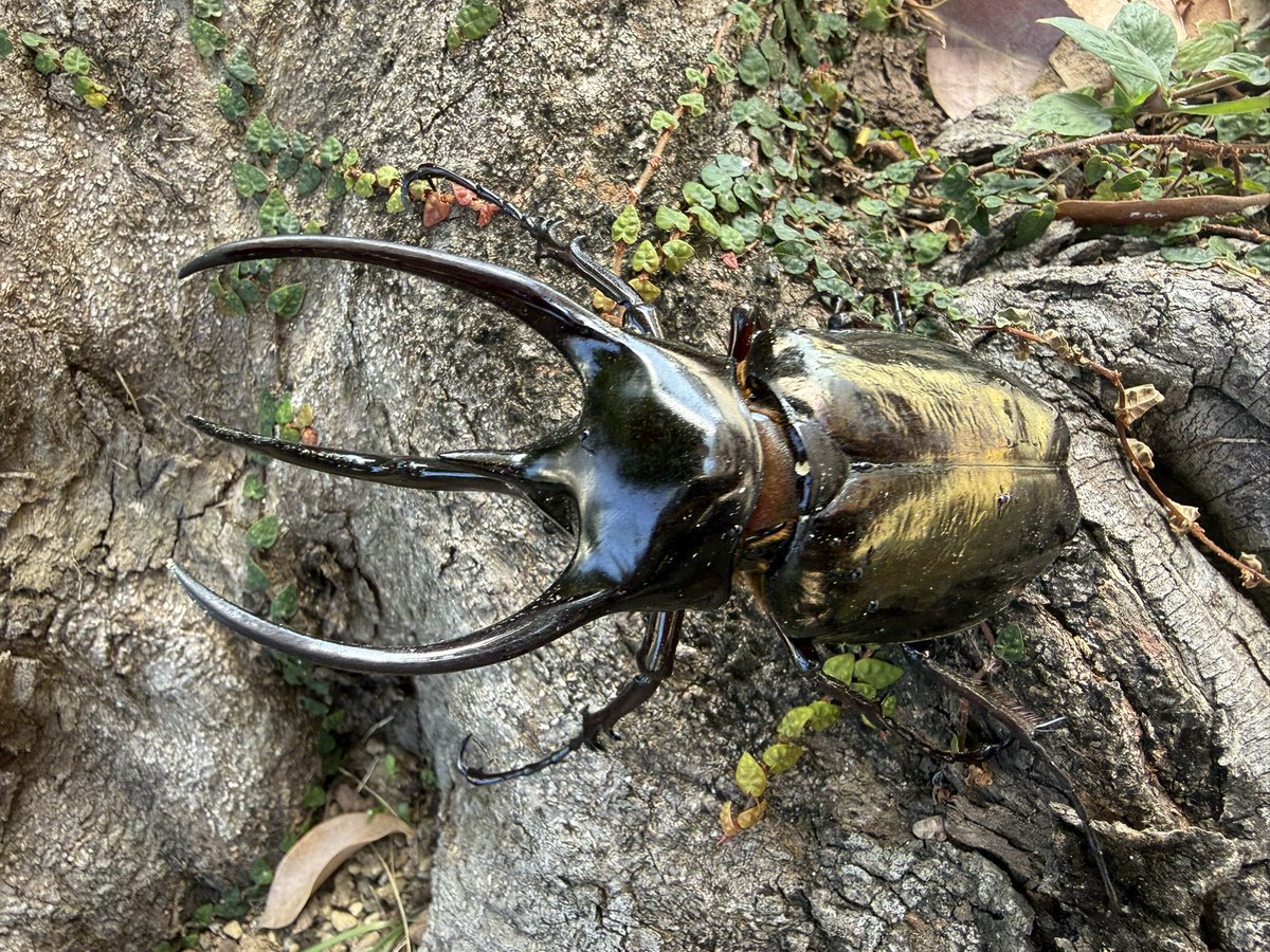 INSECT MART （インセクトマート） tweet media